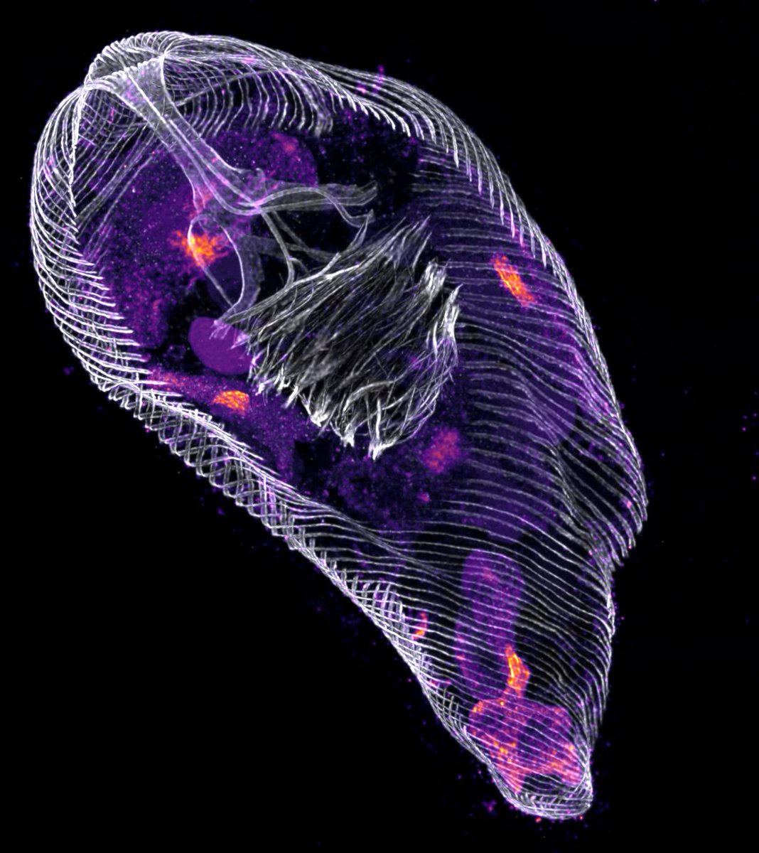 [POTM] 📷Here is the Picture of the Month winner for May! The title goes to Anežka Konupková (FSci Charles Uni.) with the image called the "Microtubular Chaos". Congratulations! And good luck, the voting for the Picture of the Year is just around the corner!