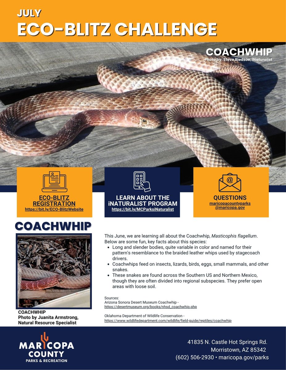 Maricopa County Parks (@maricopaparks) on Twitter photo Did you know that the Coachwhip is the fastest snake in North America, capable of bursts of 3.6 mph? To learn more about this species, join the Eco-blitz program.
- Eco-Blitz: maricopacountyparks.net/about-us/eco-b…
- Events: maricopacountyparks.net/events/?F_m=7
- iNaturalist: inaturalist.org/projects/maric… Did you know that the Coachwhip is the fastest snake in North America, capable of bursts of 3.6 mph? To learn more about this species, join the Eco-blitz program.
- Eco-Blitz: maricopacountyparks.net/about-us/eco-b…
- Events: maricopacountyparks.net/events/?F_m=7
- iNaturalist: inaturalist.org/projects/maric…