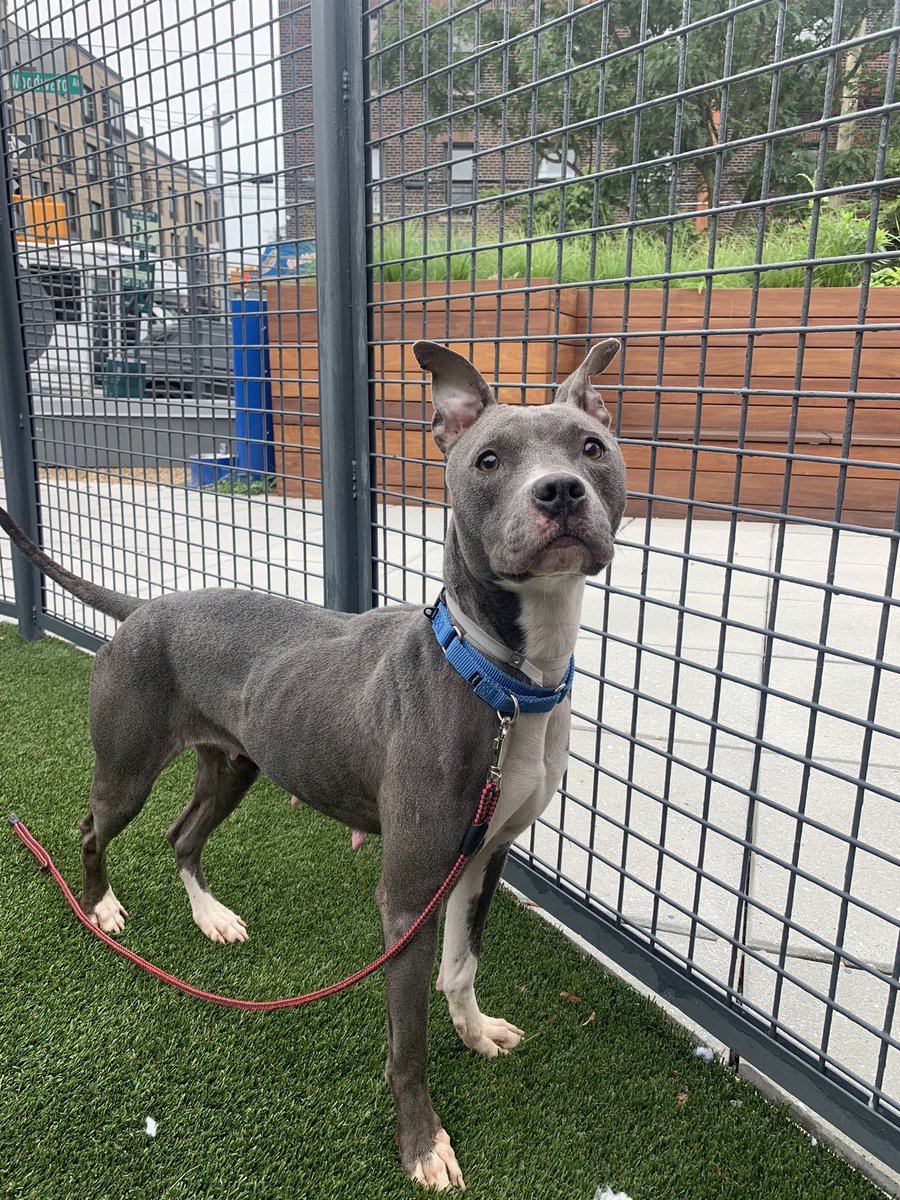 Meet Tootsie, a sweet pup found abandoned in a building with another dog, left behind by their owners. 

Starving and neglected, she’s now at a NYC shelter, facing euthanasia if not adopted soon. 

Doge Van will pay adoption fees and provide free transport to her new loving home.