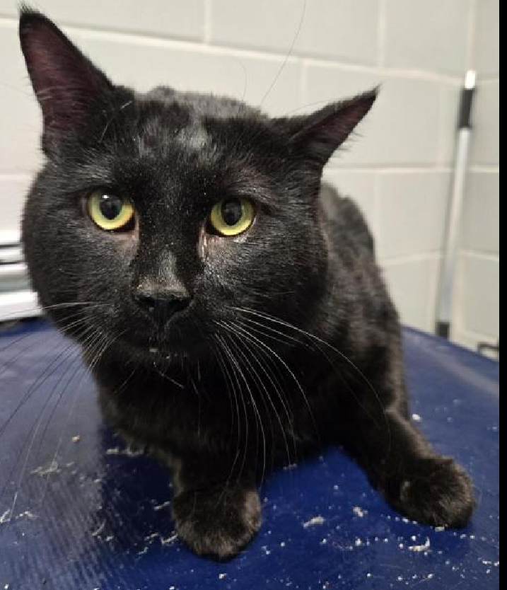 JLthekid9999's tweet photo. 🆘🆘 KIT, 2 YO,  MALE IN QUEENS–  ACC - came into the shelter as an aco - impound on 3/5/2025, with the surrender reason stated as animal circumstance - abandoned by previous owner.  🆘🆘 😿 😿 😿 😿

➡️TBD 6/12/25

➡️ NEW HOPE RESCUE ONLY

➡️ TOO LOW ON PLEDGES TO STIMULATE RESCUE INTEREST–

➡️🆘🆘 11TH Chance on Emergency Placement List – 11 TIMES IS ALMOST UNPRECEDENTED – AND SHELTER AT CAPACITY - ALL HANDS ON DECK - NOW IS THE TIME TO ACT/HELP KIT - HIGHEST EU/SILENT KILL RISK- VERY LIKELY LAST CALL🆘🆘 😱🔥🔥😱

➡️ 98 DAYS IN SHELTER – TOO LONG – TIME IS RUNNING OUT

➡️ KIT IS ON THE EPL FOR BEHAVIORAL REASONS - He is not thriving in the care center and has been deteriorating behaviorally in care. He continues to display distance-increasing behavior when approached for interactions. He has not warmed up despite staff using treats to build a positive association.  This designation often means the cat is given very little time for rescue/foster/adoption. 🔥🔥🔥🔥

Kit is displaying behaviors that preclude placement in the adoptions room and may require further investigation before placement in a home. He has tried to bite and has bitten in the shelter environment. Kit does not allow any petting or handling. The behavior department feels that placement with a New Hope Partner is the best option at this time. 💔😿💔😿💔😿

NEEDS OUT OF SHELTER ASAP –

Please RT or pledge, if you can, to save this little one.

@AdamsPaulGrimke

💔😿🙏Thank you