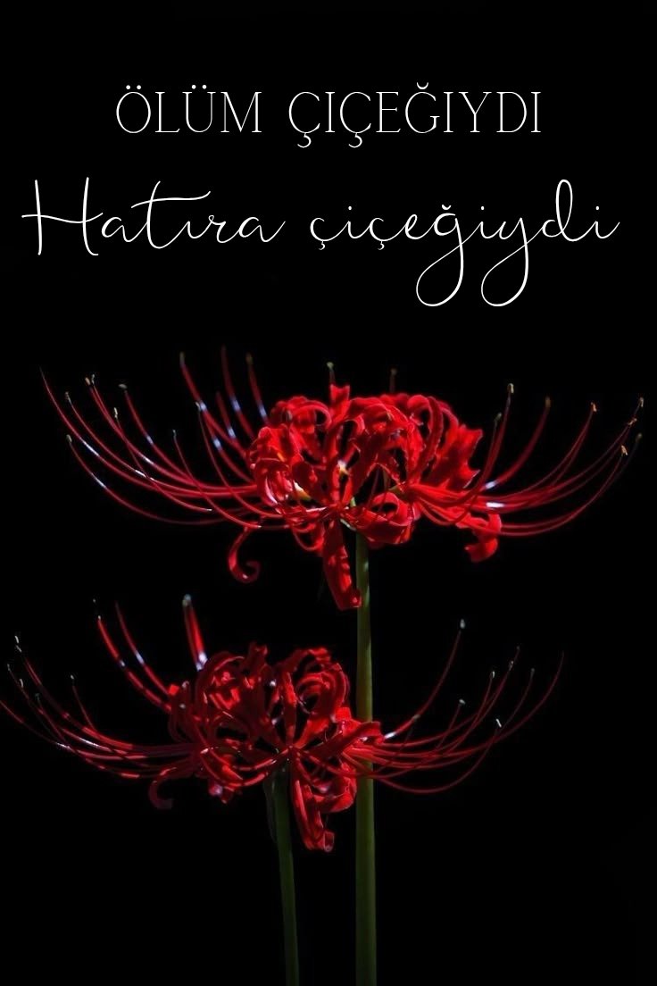 XOGO 15. Bölüm: Dost
Wattpad'de takip eden ama bildirimi görmeyen herhangi biri varsa diye buraya da yazmak istedim!
Şimdiden çokça keyifli okumalar dilerim...