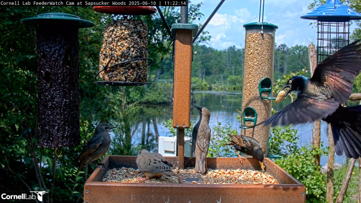 FeederWatch Cam tweet media