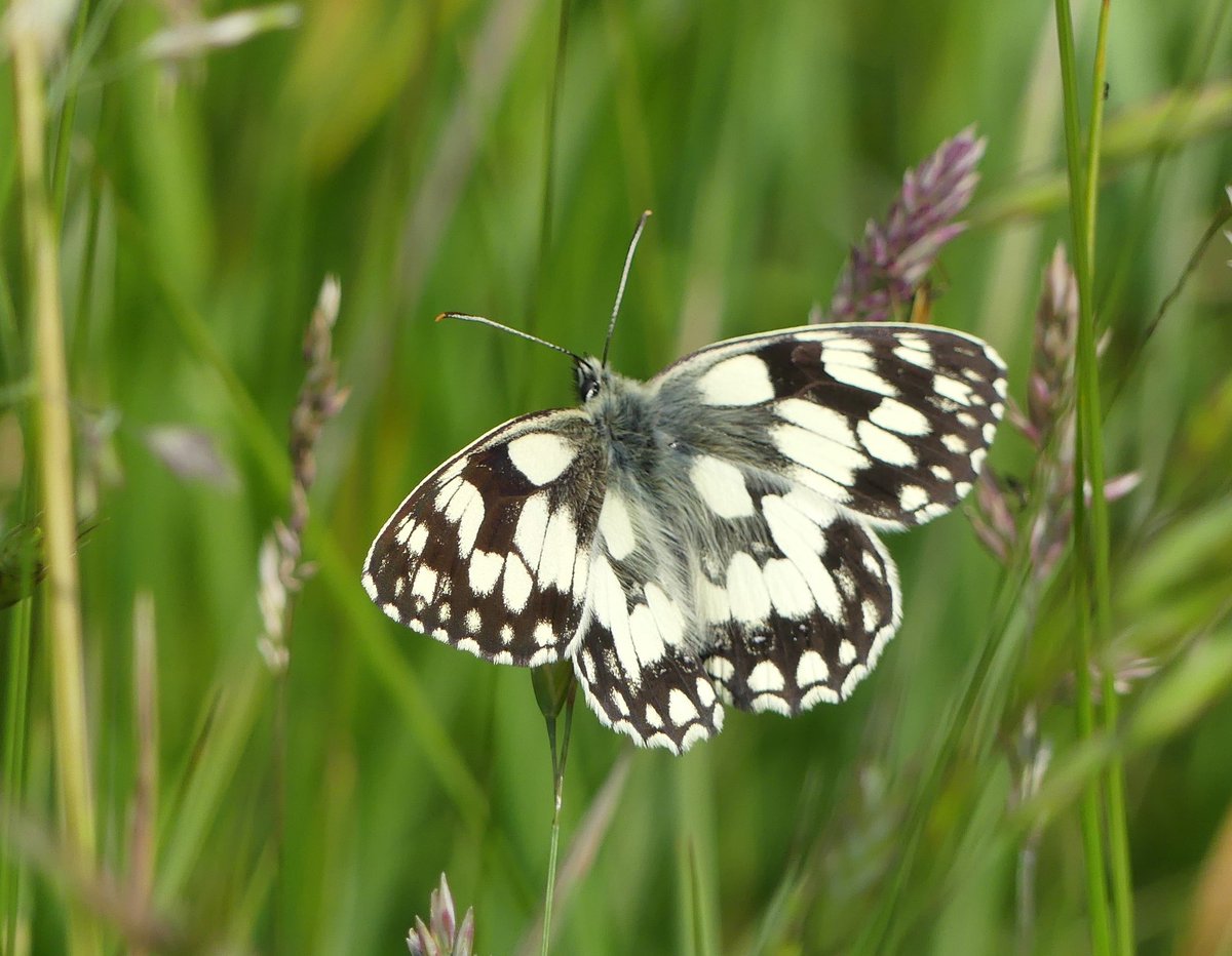Kevin (@north_bucks123) on Twitter photo Marbled white.. now out in MK, quite a big emergence today. <a href="/UpperThamesBC/">BC Upper Thames</a> #Butterflies #Nature #wildlifephotography Marbled white.. now out in MK, quite a big emergence today. <a href="/UpperThamesBC/">BC Upper Thames</a> #Butterflies #Nature #wildlifephotography