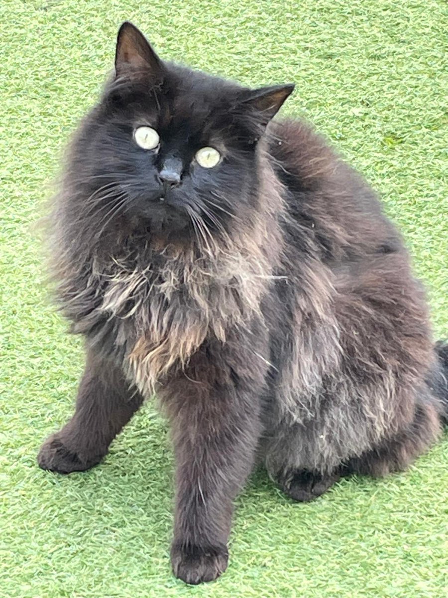 Salsa is enjoying the summer sunshine today at Bradford Cat Watch Rescue and Sanctuary. 
Do your cats enjoy the sunshine too??
#teambcwr