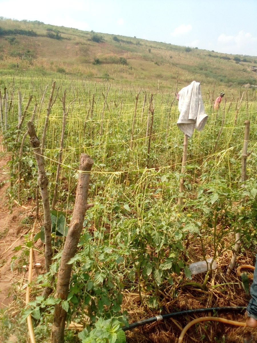 ALEFARMER1_'s tweet image. What a privilege it is to walk the fields.
What a privilege it is to work the soil.
What a privilege it is to harvest the crops.
What a privilege it is to see life grow from the seed.
I don’t take the simple blessings of farming for granted.
I’m grateful for every step💚🥂
