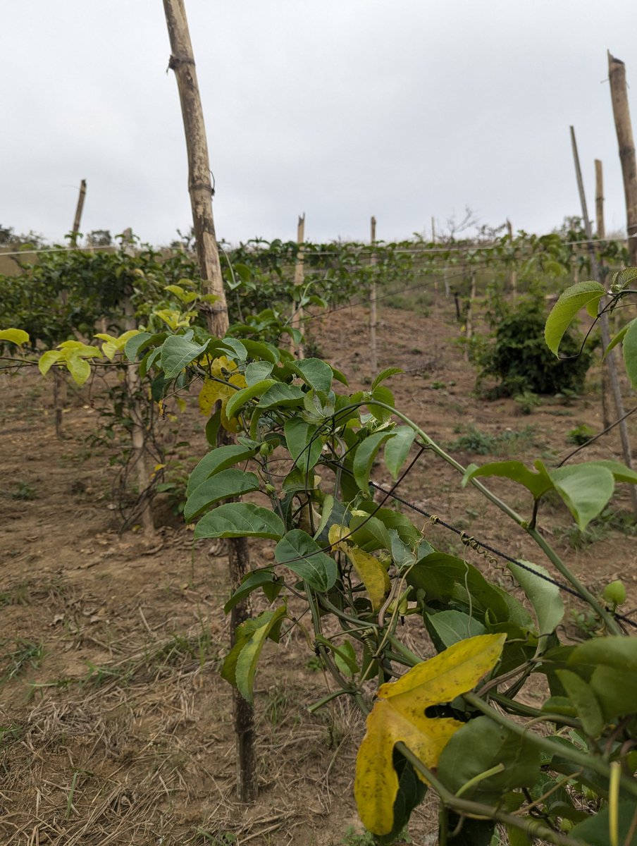 Omwinjamanass's tweet image. 🇨🇩Après avoir été chassés par les milices Mobondo en 2023 à Maluku, entraînant la perte de toutes leurs cultures, les jeunes agri-preneurs de la société #Azur se sont installés à Mbanza-Ngungu, dans le Kongo-Central, en s'appuyant constamment sur une main-d'œuvre locale. 1/2⤵️