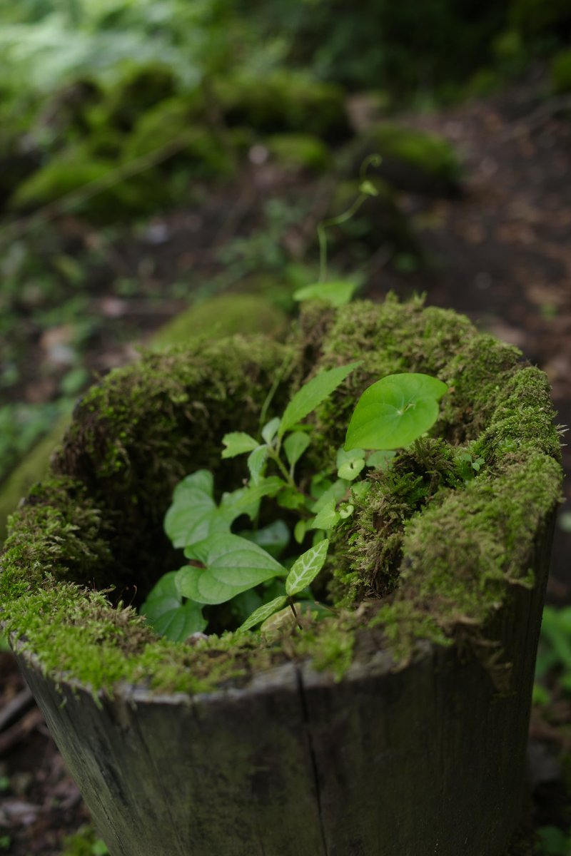 ちっちゃな森ができてたよ🌱