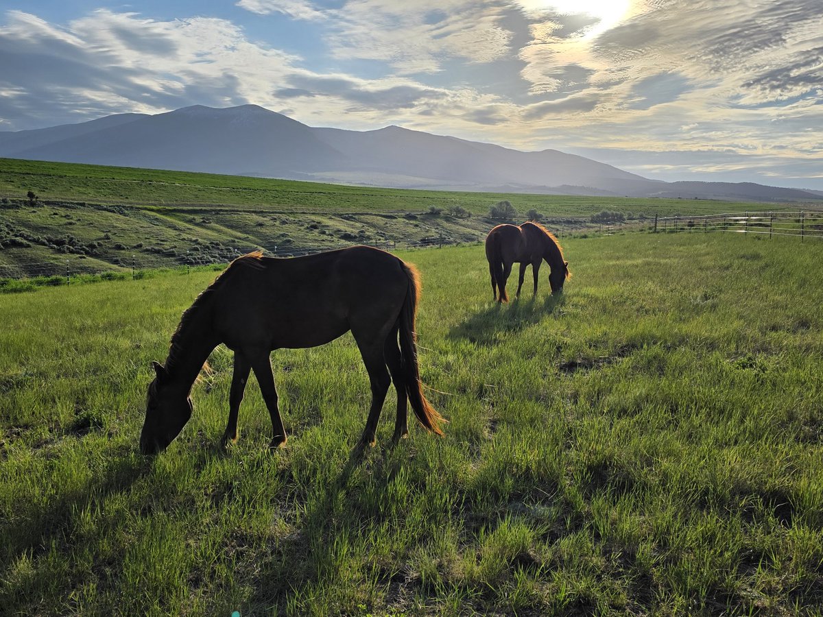 Good morning from Montana. Safe from riots but totally unprotected from ranch work.