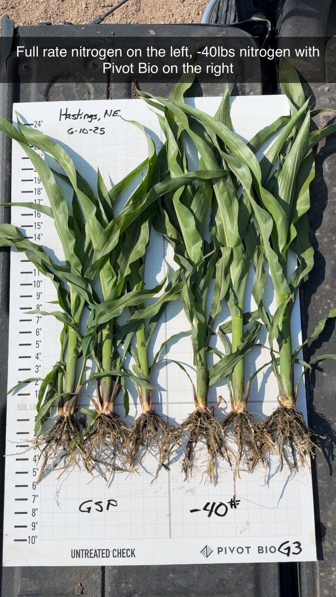 bperry9's tweet photo. On the left is the grower’s standard practice, full rate of nitrogen. The right is a 40lb reduction of nitrogen with Pivot Bio G3 on seed. @pivotbio @PivotBioNE https://t.co/WRtGzK0Tkl