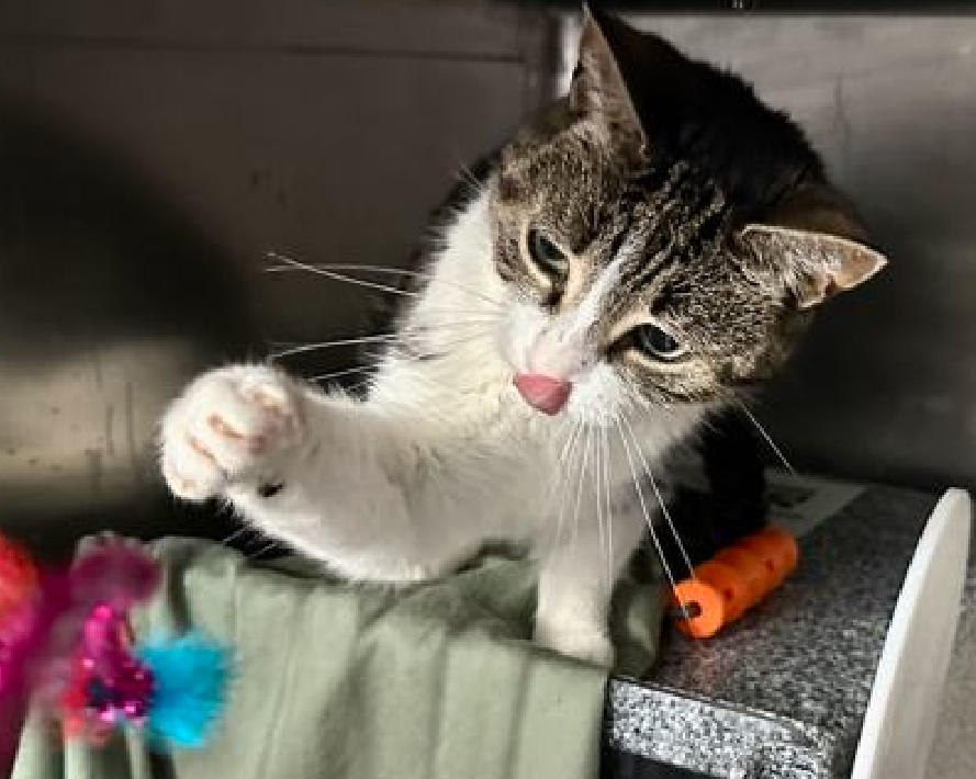 JLthekid9999's tweet photo. 🆘🆘 XENA, 1 YO,  FEMALE–  IN MANHATTAN ACC - came into the shelter as anaco - impound on 5/17/2025.  🆘🆘 😿 😿 😿 😿

➡️TBD 6/12/25

➡️ JUST A BABY

➡️ NEW HOPE RESCUE ONLY

➡️ TOO LOW ON PLEDGES TO STIMULATE RESCUE INTEREST–

➡️🆘🆘 4TH  Chance on Emergency Placement List – BEYOND URGENT -  NO ROOM IN SHELTER – WILL NOT BE GIVEN MUCH MORE TIME – VERY HIGH EU/SILENT KILL RISK – 🆘🆘 😱🔥🔥😱

➡️ 25 DAYS IN SHELTER – TOO LONG – TIME IS RUNNING OUT

➡️ XENA IS ON THE EPL FOR BEHAVIORAL REASONS - She is not thriving in the care center and continues to display distance-increasing behavior when approached for interactions. She has not warmed up despite staff using treats to build a positive association.  This designation often means the cat is given very little time for rescue/foster/adoption. 🔥🔥🔥🔥

What my friends at ACC say about me: My favorite pastime is being visually admired! Pet me with your eyes! Xena is displaying behaviors that preclude placement in the adoptions room and/or may require further investigation before placement in a home. She has tried to swat and is extremely fearful in the shelter environment and does not currently tolerate petting or handling. 💔😿💔😿💔😿💔😿

NEEDS OUT OF SHELTER ASAP –

Please RT or pledge, if you can, to save this little one.

@AdamsPaulGrimke

💔😿🙏Thank you