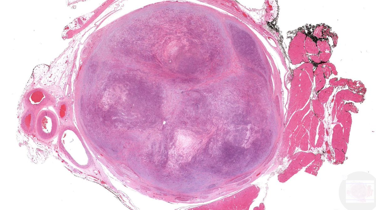 Jerad Gardner, MD tweet media