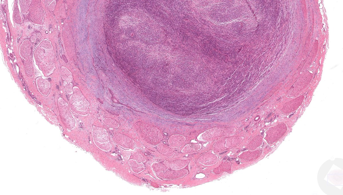 Jerad Gardner, MD tweet media