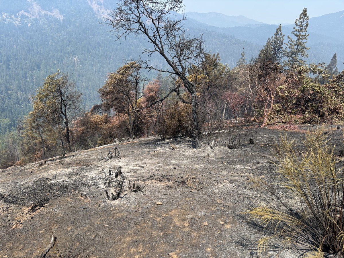 CALFIRESHU's tweet image. Progress on the #ReadingFire in Trinity County! Containment is now at 55%, and all evacuation warnings have been lifted. Firefighters will focus on strengthening control lines &amp;amp; mop-up operations today. Stay safe &amp;amp; thank you for your support!#FireUpdates #CommunitySafety