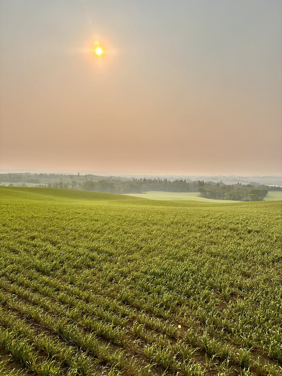 farminginpearls's tweet photo. Good morning from my favourite piece of land. Sure could use some rain across the province. #rainprayers https://t.co/xjsyE96qa5
