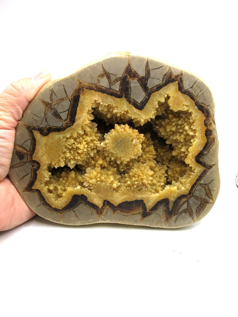 Septarian Nodule Half – Utah #2
$225.00
 Late Cretaceous • Southern Utah
Click on the link below to learn more about this item!
prehistoricfossil.com

#septarian #septariannodule #utah #minerals #mineralsforsale #minerallover #metaphysical #rockshop #fyp