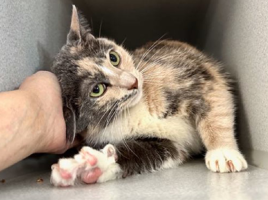JLthekid9999's tweet photo. 🆘🆘 SKYLER, 2 YO,  FEMALE–  IN MANHATTAN ACC - came into the shelter as a return on 5/1/2025.  🆘🆘 😿 😿 😿 😿

➡️TBD 6/12/25

➡️ TOO LOW ON PLEDGES TO STIMULATE RESCUE INTEREST–

➡️ 🆘🆘  2ND Chance on Emergency Placement List – VERY URGENT – 🆘🆘 😱🔥🔥😱

➡️ 41 DAYS IN SHELTER – TOO LONG – TIME IS RUNNING OUT

➡️ SKYLER IS ON THE EPL FOR BEHAVIORAL REASONS - She is not thriving in the care center when staff have to provide basic animal care daily and she may display conflicted behaviors when engaging with attention during staff interactions or socialization. This designation often means the cat is given very little time for rescue/foster/adoption. 🔥🔥🔥🔥

What my friends at ACC say about me: Cheek and chin scratches make me so happy! I am a cat that is in need of a lap! I can't wait to be your new lap cat. I am looking for a home with a patient person. I can be slow to adjust to new environments. I prefer to take things at my own pace. Meet Skyler! Skyler is a sweet and affectionate kitty who's looking for a calm, understanding home. She may start off perched in a high spot like the top of her den, but she'll quickly come forward when called, ready to say hello. Skyler enjoys gentle petting on her cheeks, head, and back, and she often greets affection with soft purrs and a happy, high tail. She has a playful side too-she loves treats and catnip, which make great tools for bonding and enrichment.  Skyler tolerates being picked up, though she may squirm a bit and prefers having the option to come and go at her own pace. Skyler interacts with the observer, appreciates attention, is easy to handle and tolerates all petting.   ❤️ 😻❤️ 😻❤️ 😻

NEEDS OUT OF SHELTER ASAP –

Please RT or pledge, if you can, to save this little one.

@AdamsPaulGrimke

💔😿🙏Thank you
