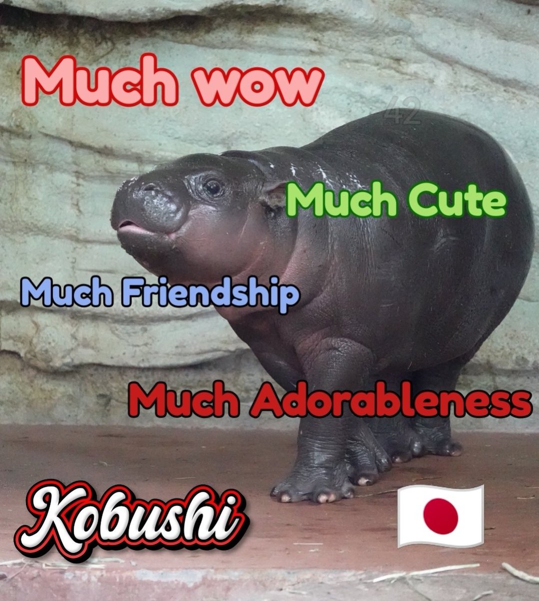 CryptoAlchemxX's tweet photo. @WhaleInsider I'm buying a ledger to hodl my Kobushi. https://t.co/ldb6WCBXig