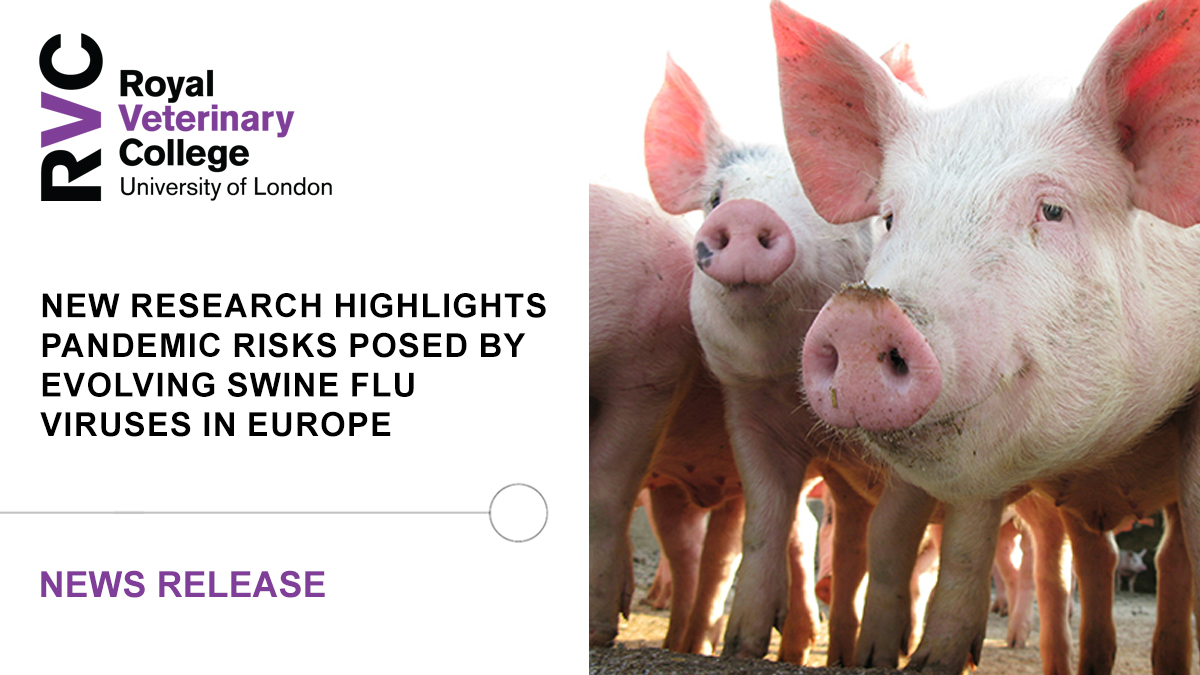 🐖 A new study led by the RVC has revealed significant genetic and antigenic diversity in European swine influenza viruses, raising the critical need for pandemic preparedness and vaccine effectiveness in both animal and human populations

➡️ Read more at: rvc.uk.com/swine-flu-euro…