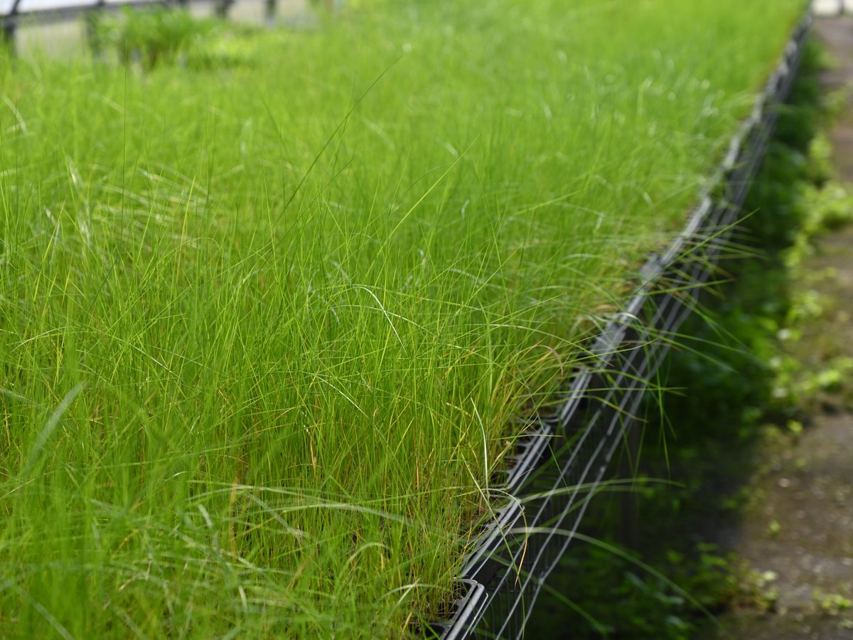 Cordgrass is a common sight around the #ChesapeakeBay's coasts and along its tidal creeks and rivers. These salt-tolerant grasses grow in marshes and can help hold together sandy shorelines.
#BayAwarenessWeek #BayInYourBackyard