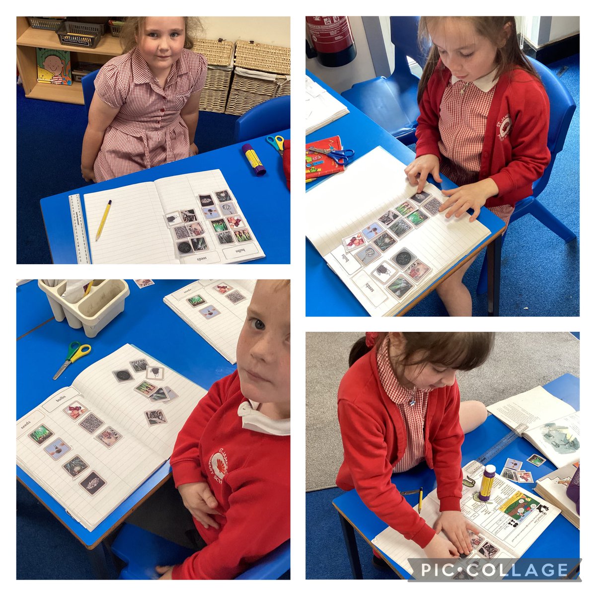 We have been learning about the differences between seeds and bulbs in science. We put them into groups 🌱 <a href="/StJamesCEsth/">@StJamesCE</a>