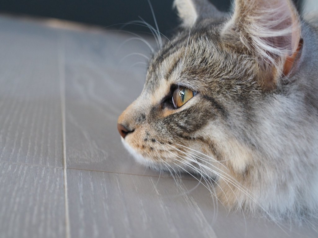 MICO_tity's tweet photo. 可愛い猫見て https://t.co/SLKQqzC00Q