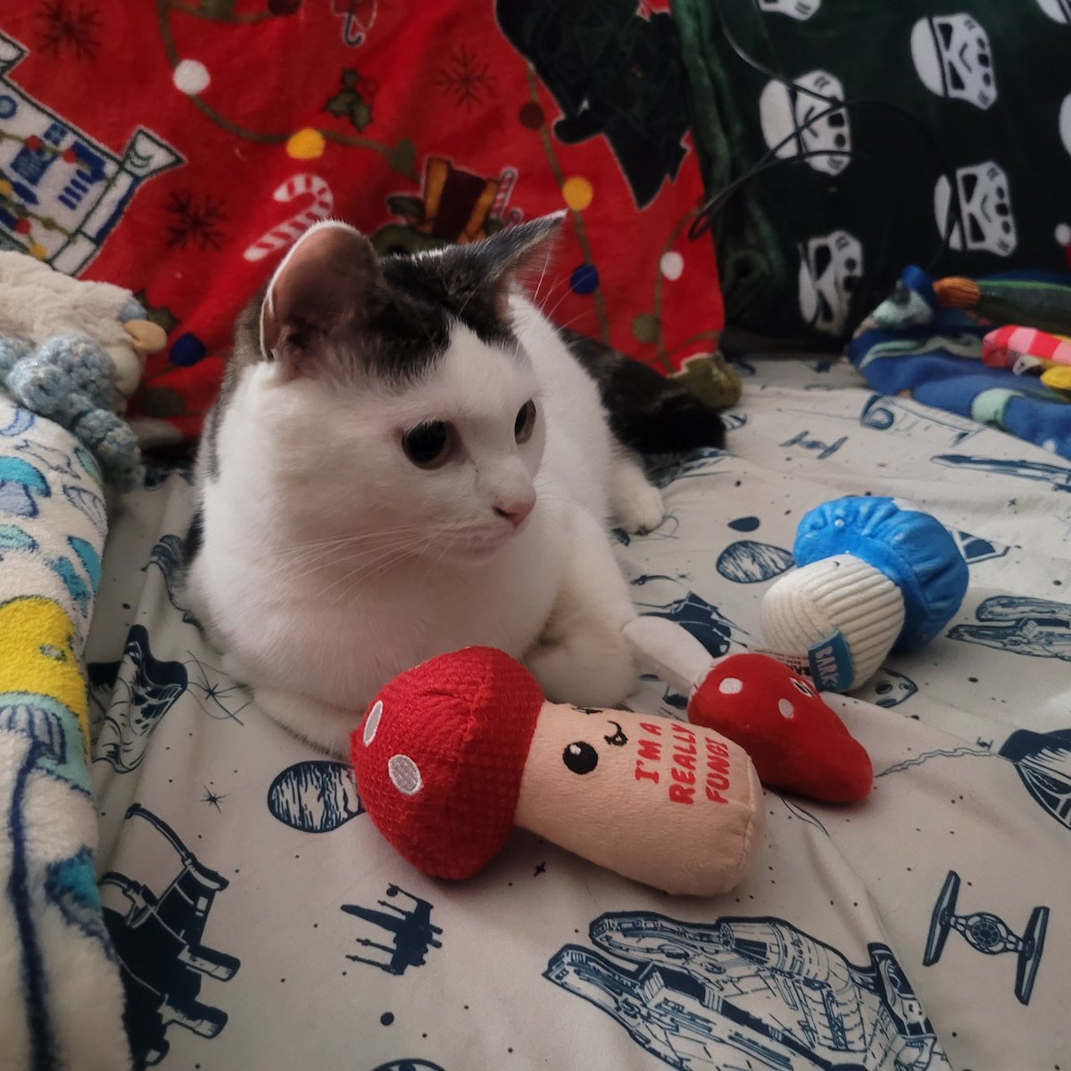Chillin' with my groovy mushroom toys on #MushroomMonday! 
Luv, Jedi Mushroom Skywalker!
❤️🛸🍄💫❤️
#JediMushroomSkywalker
#MushroomCat
#catoftheday
#CatsOfTwitter
#StarWars
#MayTheForceBeWithYou 
#MayThePawsBeWithYou