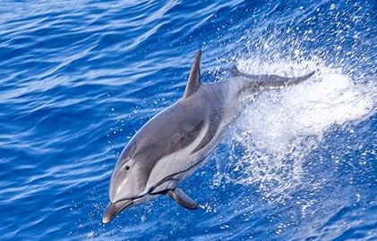 🐬 Eusko Jaurlaritzak Bizkaiko Golkoan izurde arruntaren eta beste zetazeoen ustekabeko harrapaketak murrizteko euskal flotak egiten duen arrantza-jardueraren aldi baterako geldialdiaren ondoriozko galerak konpentsatzeko laguntzen deialdia egingo du.

🔗 irekia.euskadi.eus/eu/news/102575