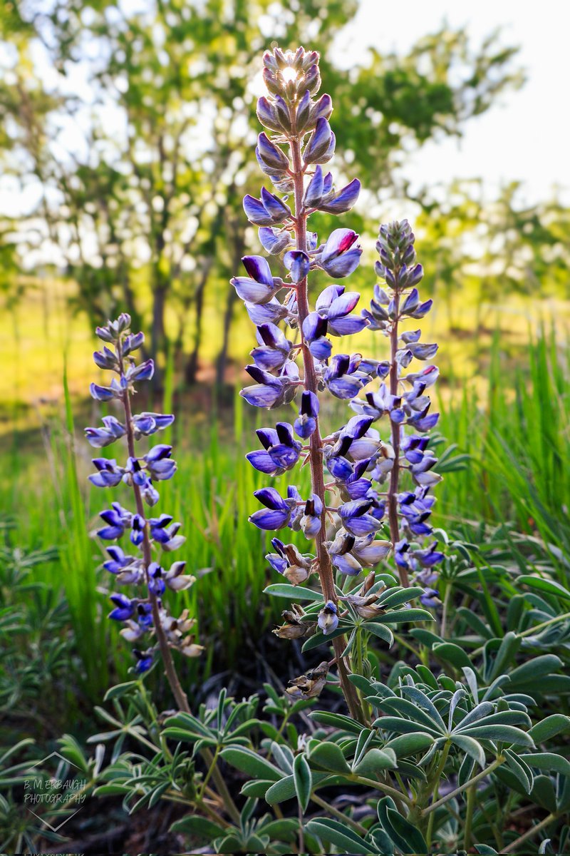 B. M. Erbaugh Photography tweet media