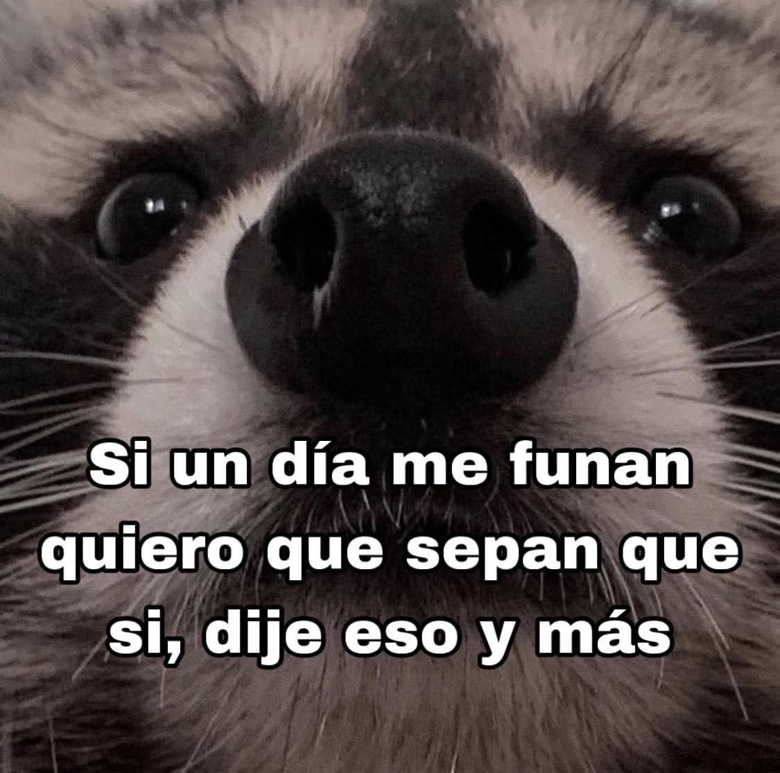 🦝no pues para que les digo que no si yo si fui 🦝😂😂