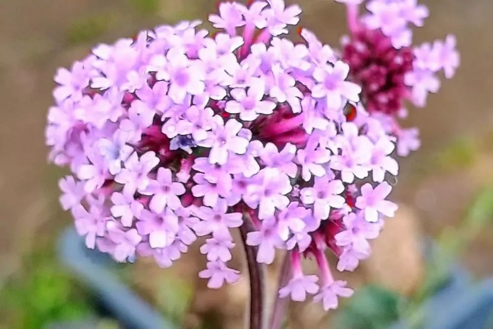 🌷 Forest Gardens flourish in Milton Keynes 🌷 

Just months after Milton Keynes City Council secured £325,000 from the Forestry Commission’s Treescapes Fund to plant 6,000 trees and create vibrant Forest Gardens, the results are already blooming. 

buff.ly/5uhX46y