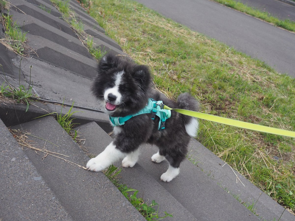 いぬくんぐらいになると、階段を登ってるだけでこのファンシーぶりだよ