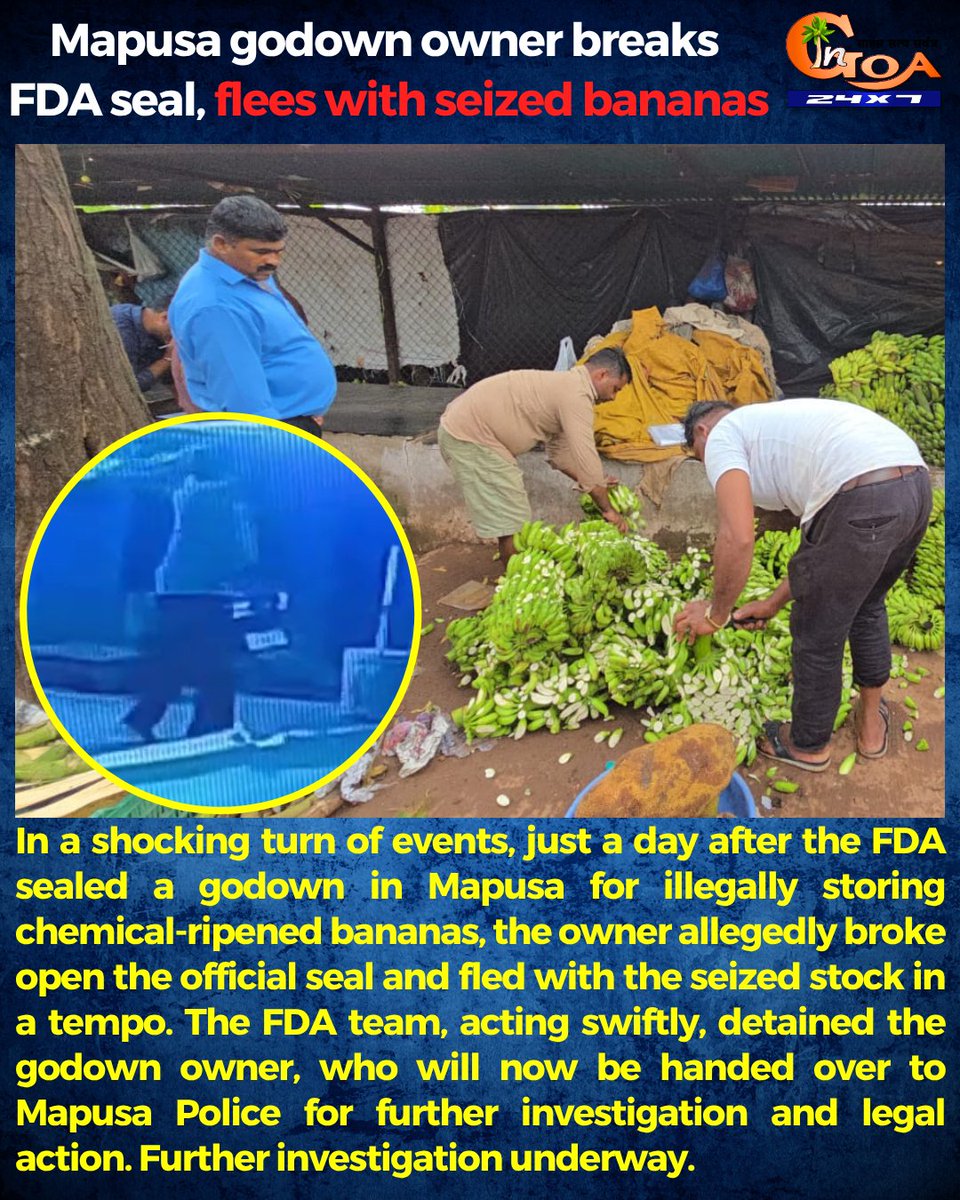 InGoa24x7's tweet photo. In a shocking turn of events, just a day after the FDA sealed a godown in Mapusa for illegally storing chemical-ripened bananas, the owner allegedly broke open the official seal and fled with the seized stock in a tempo.
#Goa #GoaNews #GodownOwner #Flees #SeizedBananas https://t.co/cBr4SpY3JY
