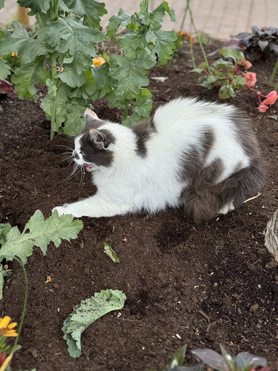 SpanielsSuper's tweet image. Look who’s venturing further into our garden 
She getting far more confident #MoveInMartha