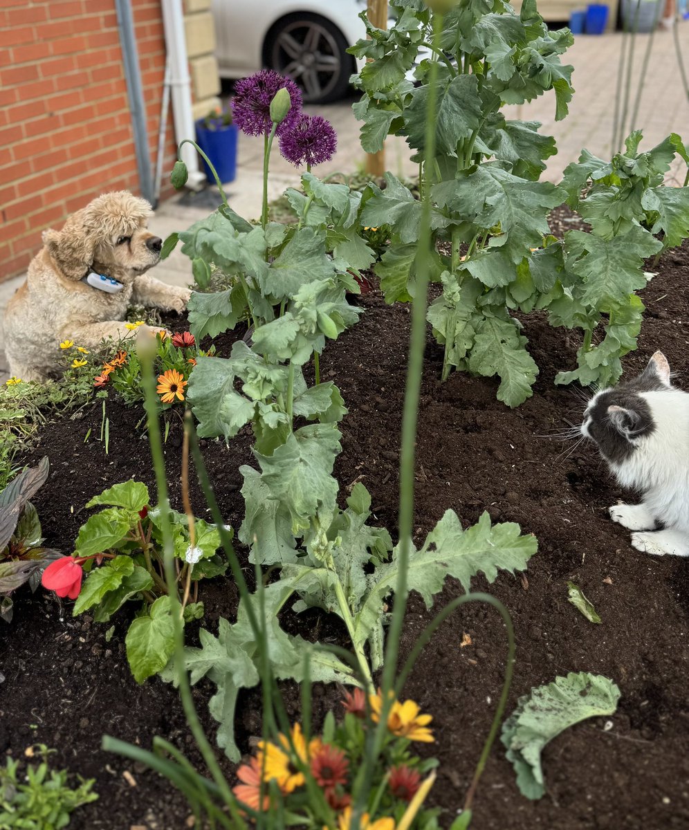 SpanielsSuper's tweet image. Look who’s venturing further into our garden 
She getting far more confident #MoveInMartha