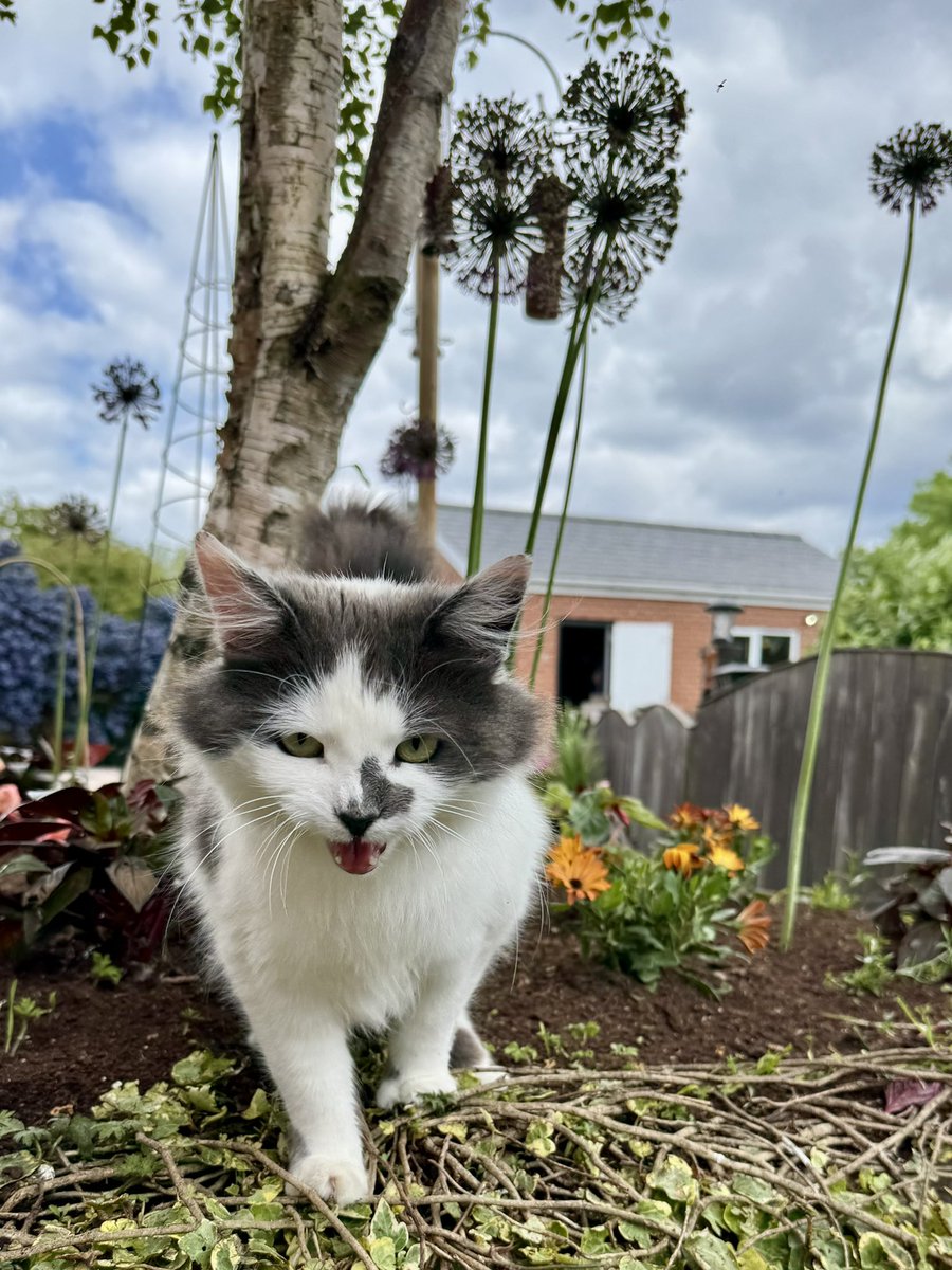 SpanielsSuper's tweet image. Look who’s venturing further into our garden 
She getting far more confident #MoveInMartha