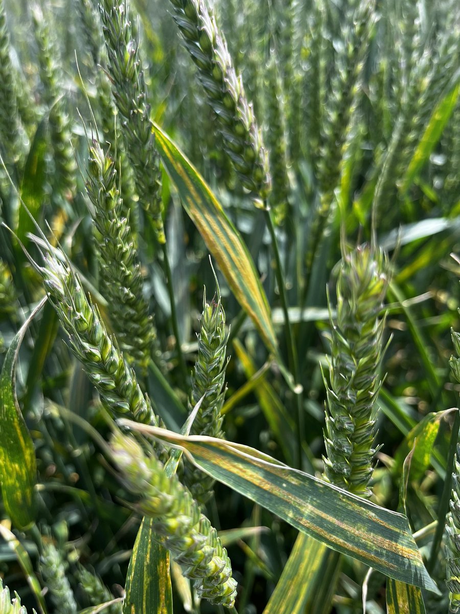 Trial site &amp; Rust Season.