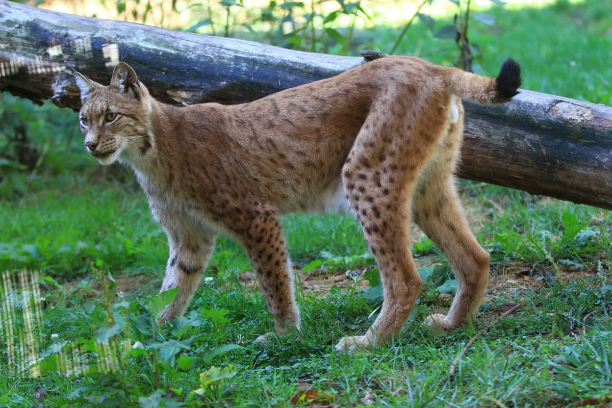 stadt_wuppertal's tweet photo. Lange galt er als ausgerottet, nun aber kommt der #Luchs doch ganz langsam zurück in die Wälder Deutschlands. Ihr wollt mehr über diese faszinierende Tierart erfahren? Dann kommt morgen zum Luchs-Aktionstag in den @zoo_wuppertal! 😊➡️ https://t.co/mIGwUJWodu #Wuppertal https://t.co/vIGCKdAC4q