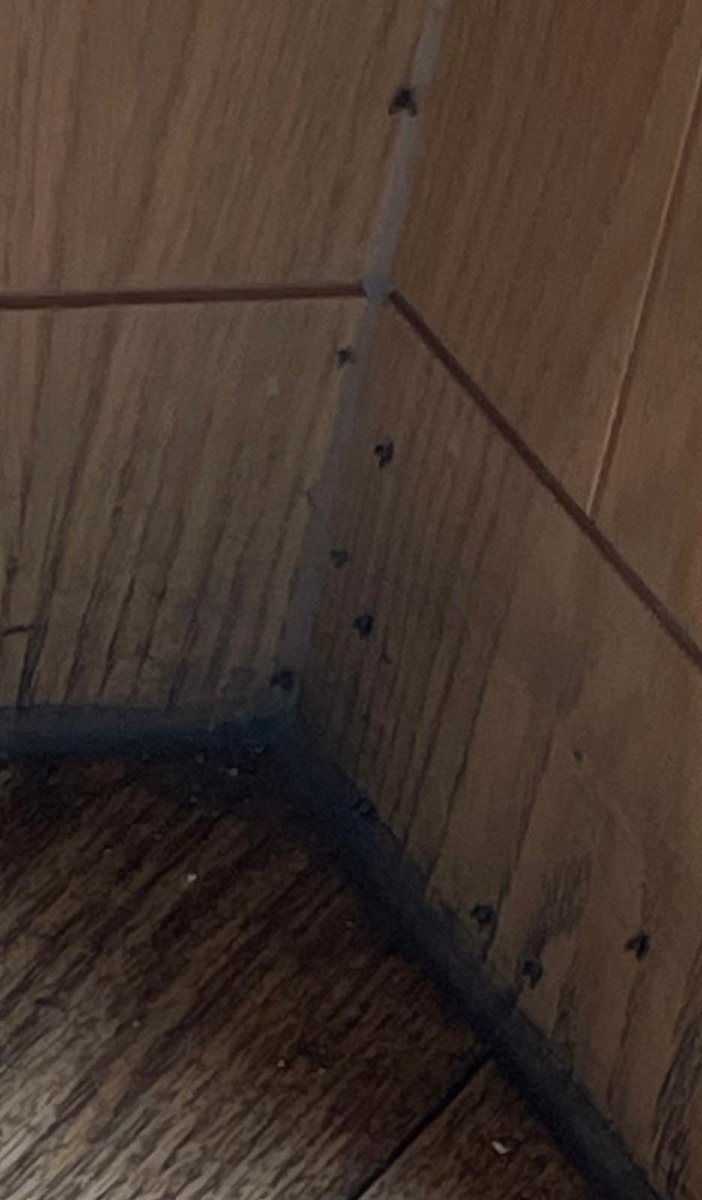 Katie Pez tweet media