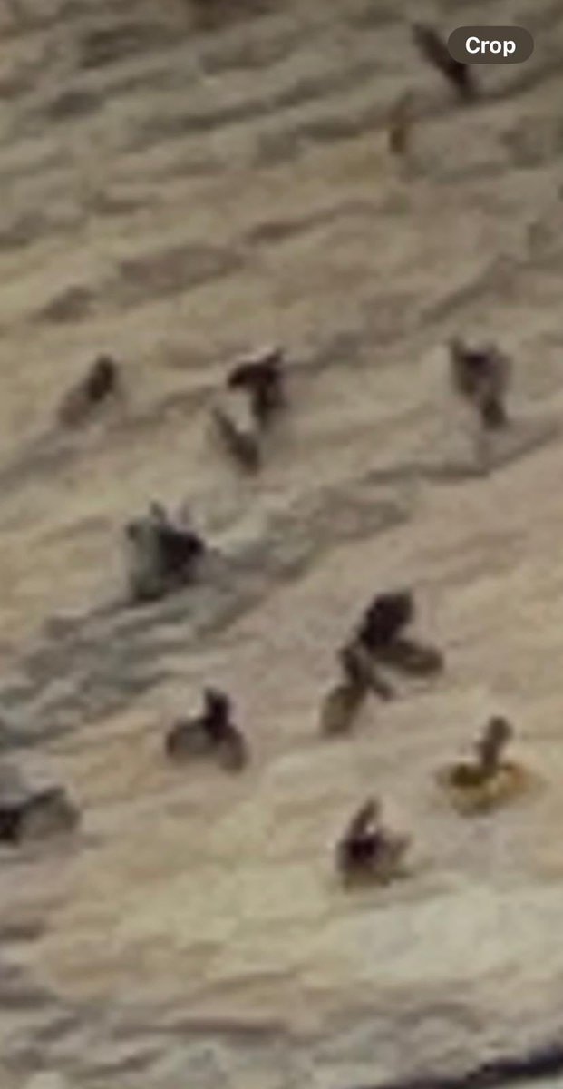 Katie Pez tweet media