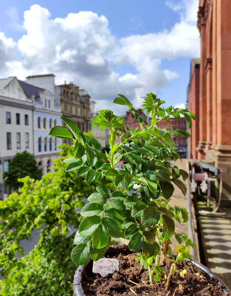 Belfast Central Library (@belfastcentlib) on Twitter photo Nice to see some of our balcony plants here <a href="/BelfastCentLib/">Belfast Central Library</a> blossoming! 🌹🪻🌷
Why not check them out next time you visit our 1st floor Information Dept?
N.B. Don’t forget you can collect or donate to our “Seed Library” on this floor too!
#Nasturtium #FatsiaCamouflage #Rose Nice to see some of our balcony plants here <a href="/BelfastCentLib/">Belfast Central Library</a> blossoming! 🌹🪻🌷
Why not check them out next time you visit our 1st floor Information Dept?
N.B. Don’t forget you can collect or donate to our “Seed Library” on this floor too!
#Nasturtium #FatsiaCamouflage #Rose