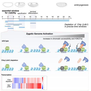 Online Now: Chip (Ldb1) is a putative cofactor of Zelda forming a functional bridge to CBP during zygotic genome activation dlvr.it/TLGfl0