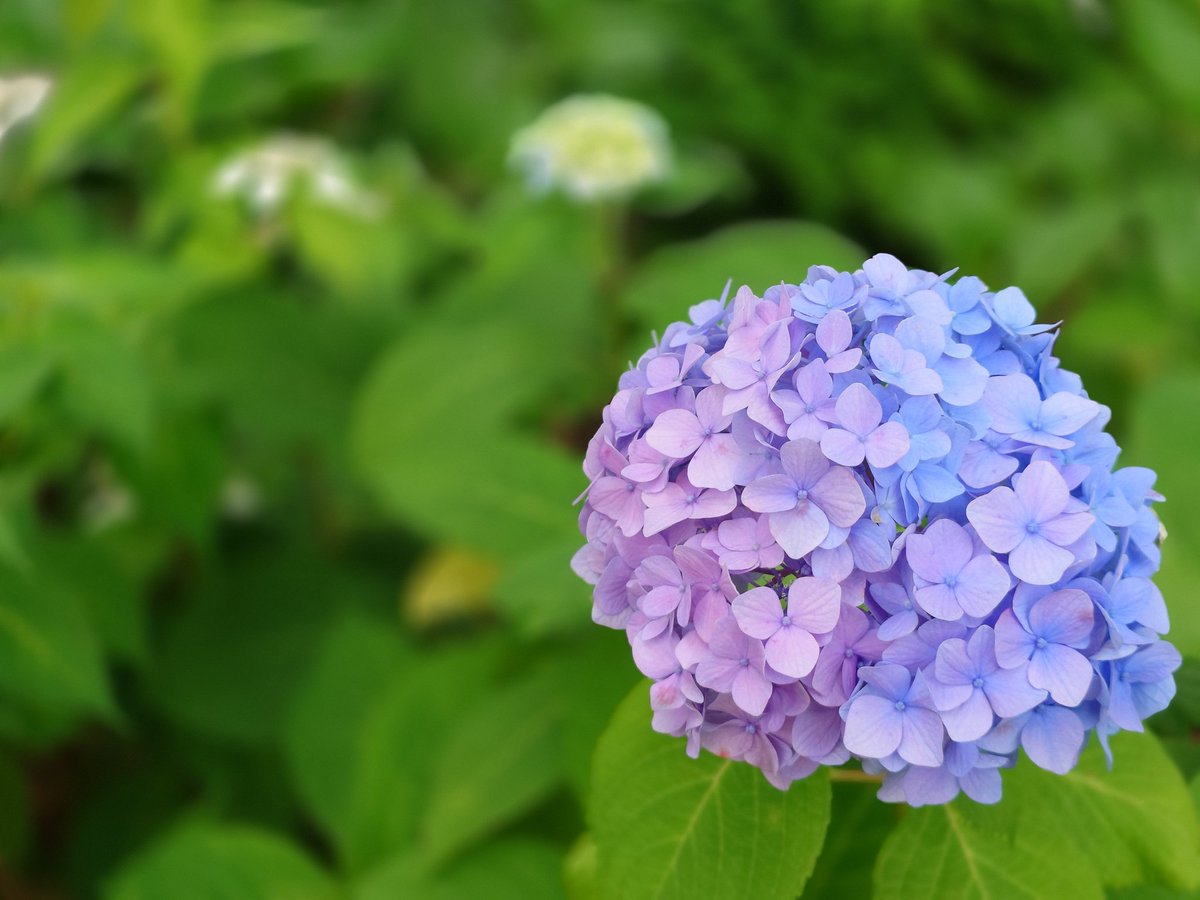紫陽花グラデーション
#Xperia1VII