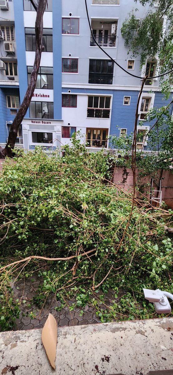 Two trees uprooted in my apartment complex at Aminjikarai now <a href="/ChennaiRains/">Chennai Rains (COMK)</a> <a href="/praddy06/">Tamil Nadu Weatherman</a> <a href="/ChennaiRmc/">IMD-Tamilnadu Weather</a> <a href="/Indiametdept/">India Meteorological Department</a> <a href="/chennaicorp/">Greater Chennai Corporation</a>