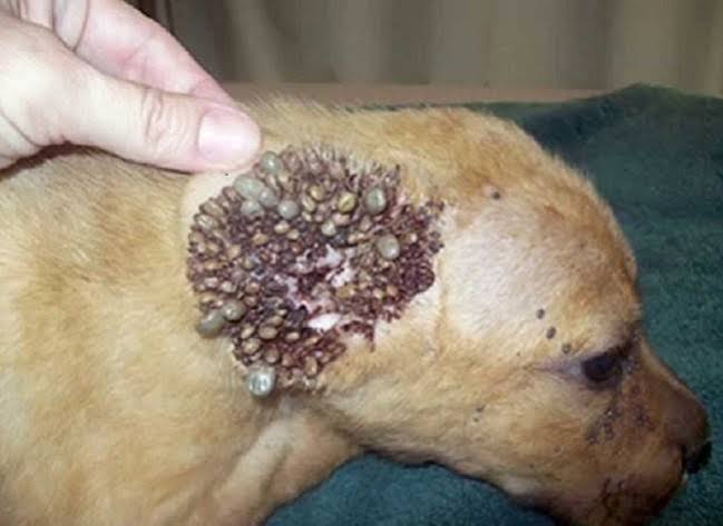 Tokat Gaziosmanpaşa Üniversitesinde biyolojik sınıflandırılması yapılan  
Yeni tür kene, makalede belirtildiği üzere,
İstanbul'da sahipli bir köpekten toplanmış,

Bir adet kenenin binlerce üremesi için, 
Hayvan/insan kanıyla beslenmesi gerekir. 
Sahipli hayvanlar ve İnsanda,