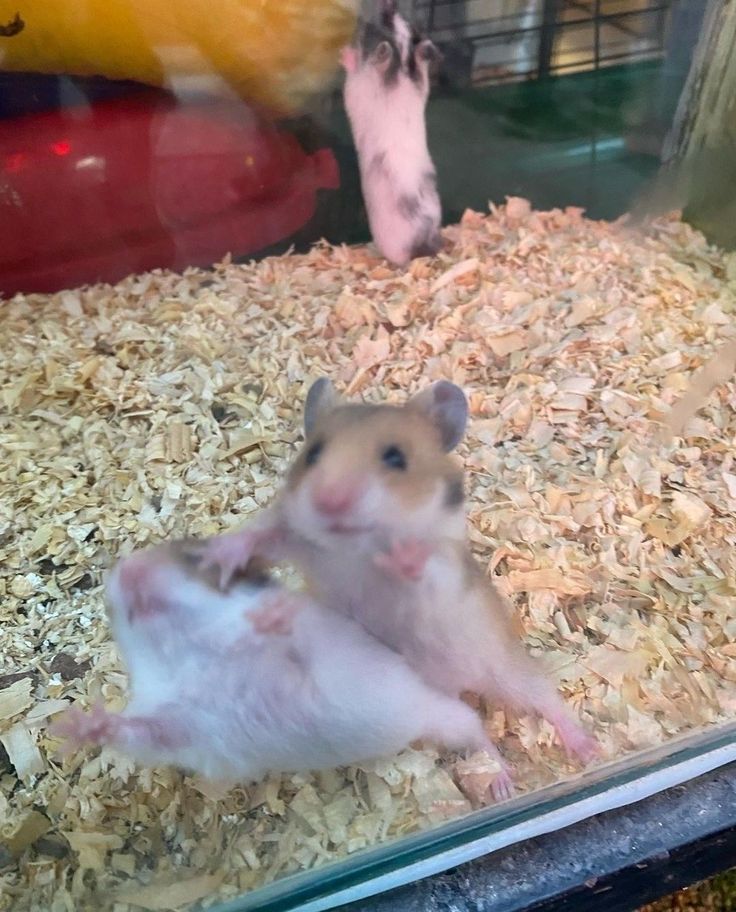 Tweets Of Hamster tweet media