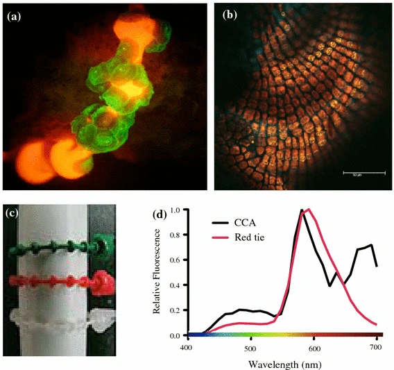 ICRS Student & Early Career Chapter (@icrsreefstudent) on Twitter photo Check out this week's #Reebite blog post!
Guiding Lights: How #Newborn #Corals Find a #Home
By <a href="/cardosopmb/">Pedro Cardoso cardosopmb.bsky.social</a>.bsky.social / <a href="/cardosopmb/">Pedro Cardoso cardosopmb.bsky.social</a>
Blog link --> shorturl.at/v61iA Check out this week's #Reebite blog post!
Guiding Lights: How #Newborn #Corals Find a #Home
By <a href="/cardosopmb/">Pedro Cardoso cardosopmb.bsky.social</a>.bsky.social / <a href="/cardosopmb/">Pedro Cardoso cardosopmb.bsky.social</a>
Blog link --> shorturl.at/v61iA