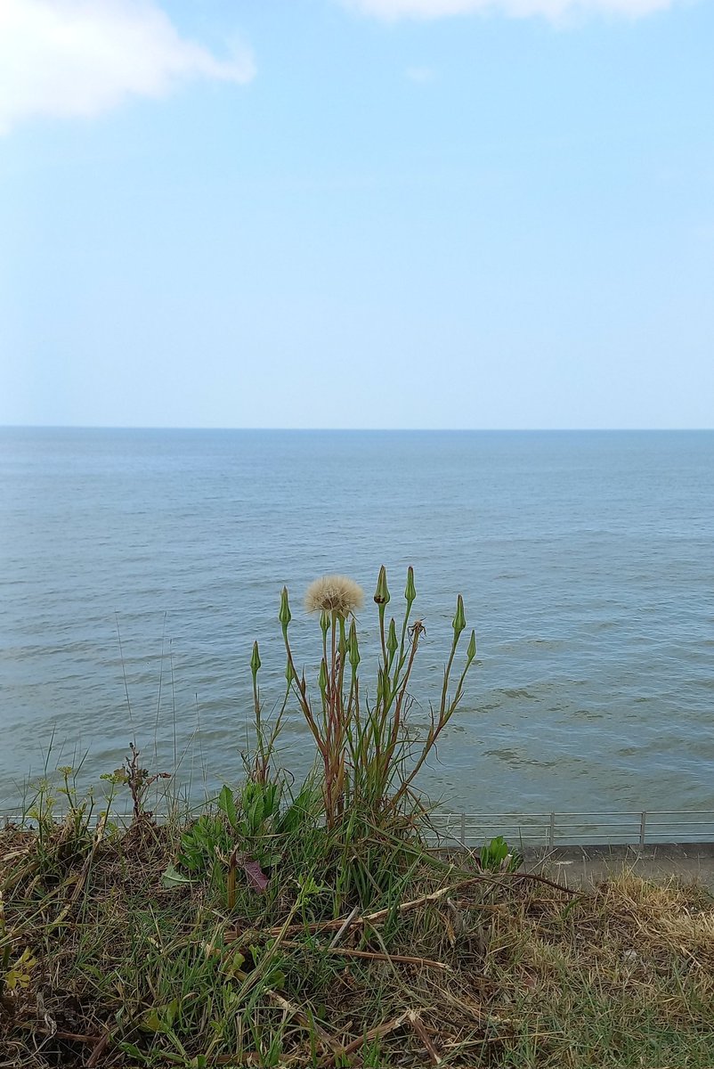 SaraTurle's tweet image. Another wonderful, supportive #SpacesForListening this morning where precious time was spent sharing with and listening to fabulous folk. @brigidrussell51 @charlie_psych  When we truly listen, we gain so much. Thank you to all. ❤