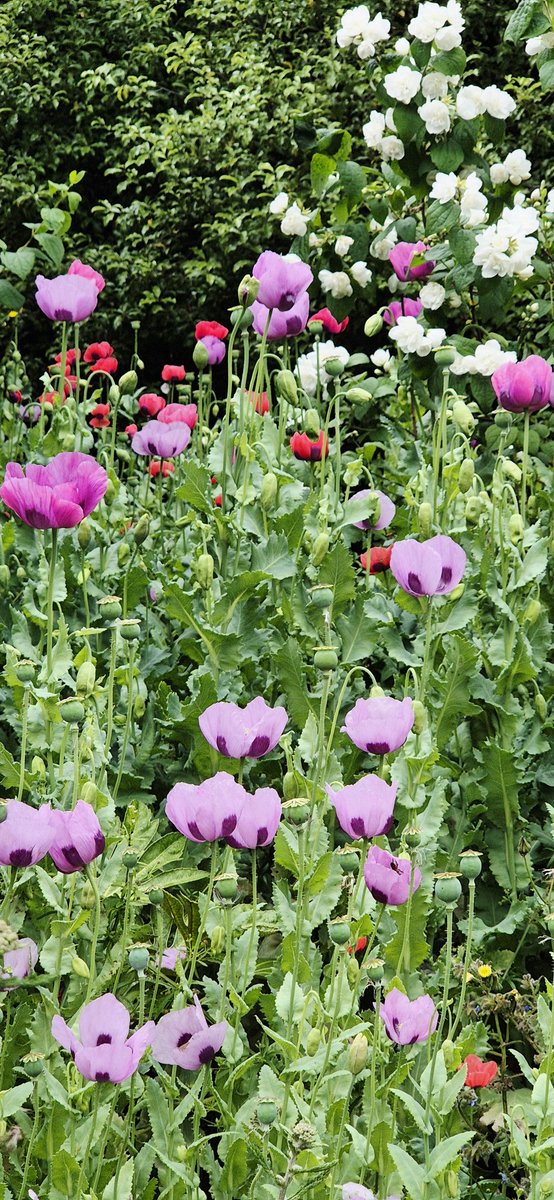 What can you buy for £2 these days? 🤔 Chocolate, coffee, ice cream - my top picks for a quick happiness fix! 🍫☕️🍦 Or a packet of poppy seeds that bloom into beautiful flowers year after year? 🌸🌸🌸
<a href="/chewtonglen/">Chewton Glen</a> 
#garden #summer #Flowers #cottagegarden