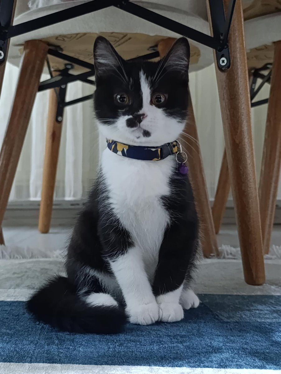 ortacag__'s tweet image. 📍 ankara

6 aylık, aşıları tam. bu distinguished gentlemana bir yuva arıyoruz