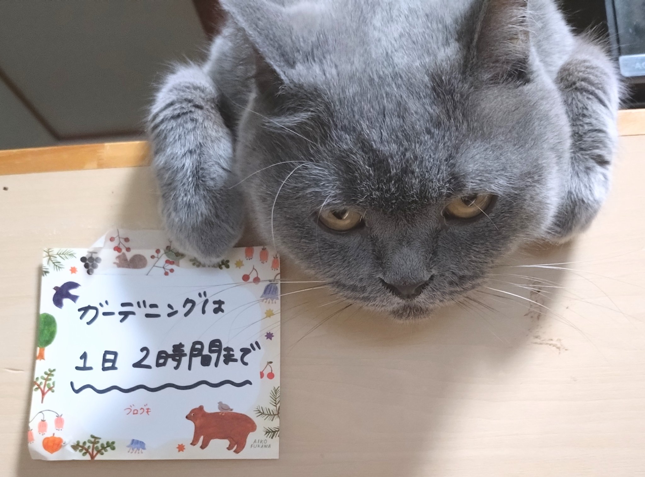 Amazon.co.jp: Galaxy S9 ねこ。『ここはまかせろ』猫【どうぶつ